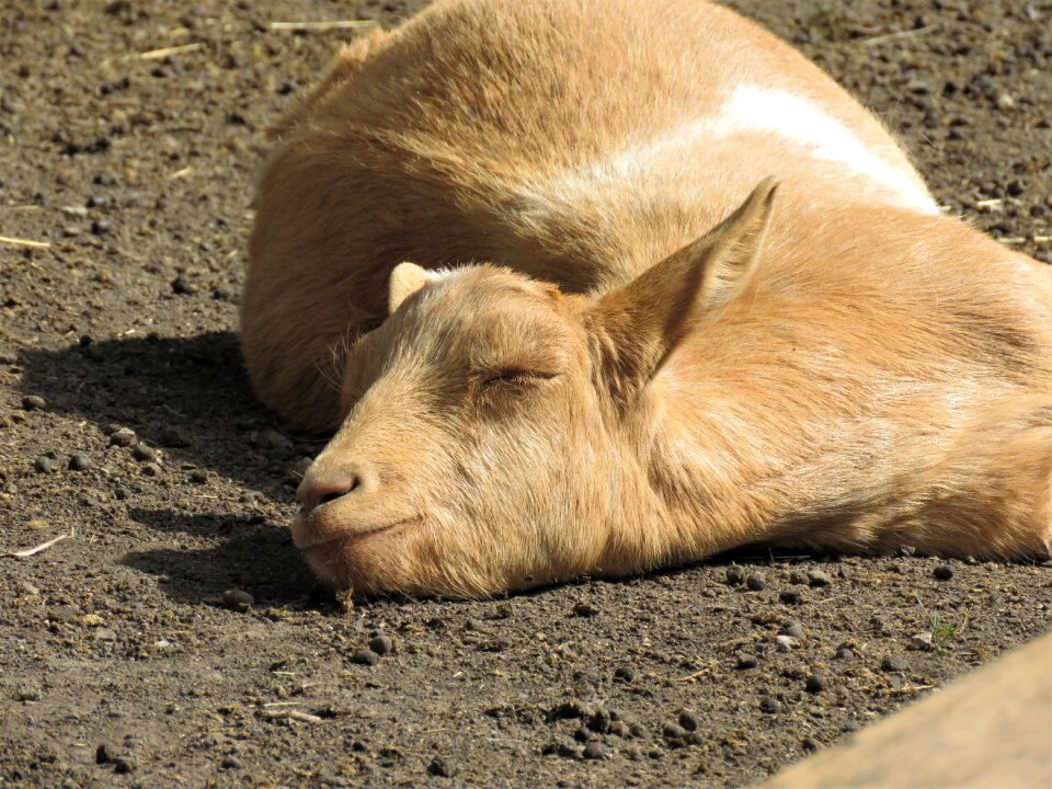 Farm animal animal farm