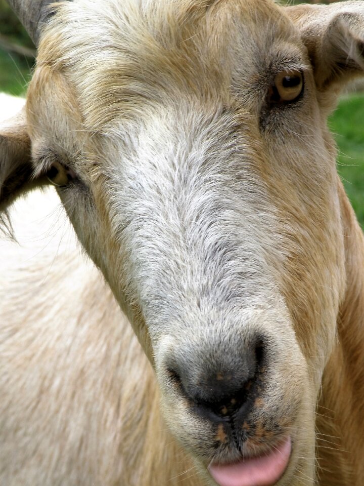 Sheep goat livestock