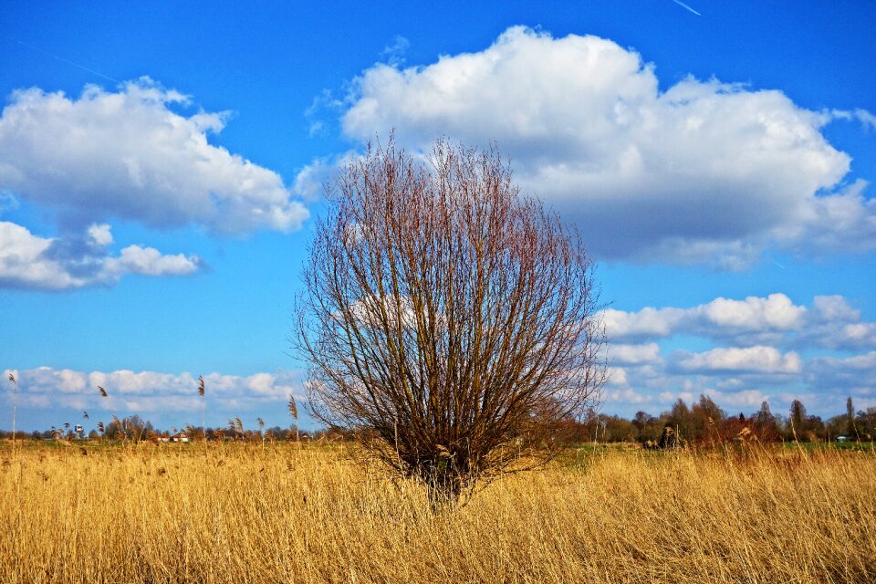 Tree reeds golden reeds