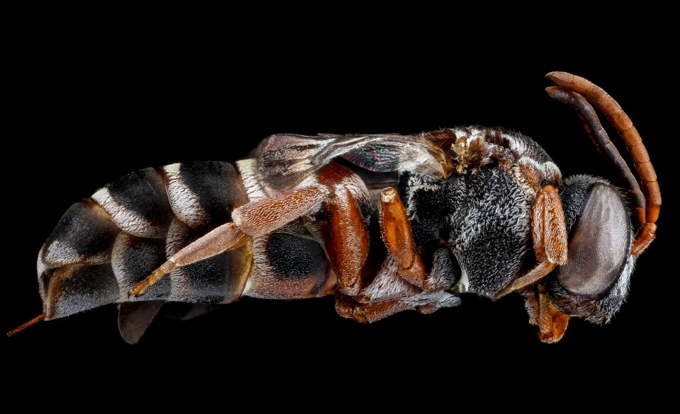 Bug insect close up