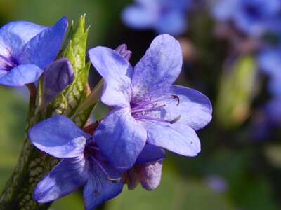 Blue petals pistils