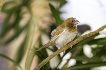 Japan feathers nature