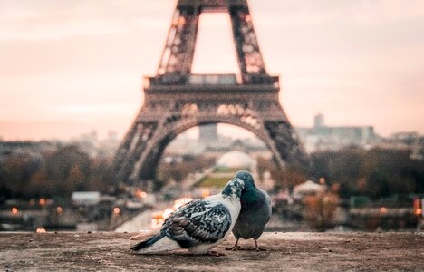 Paris eiffel tower urban