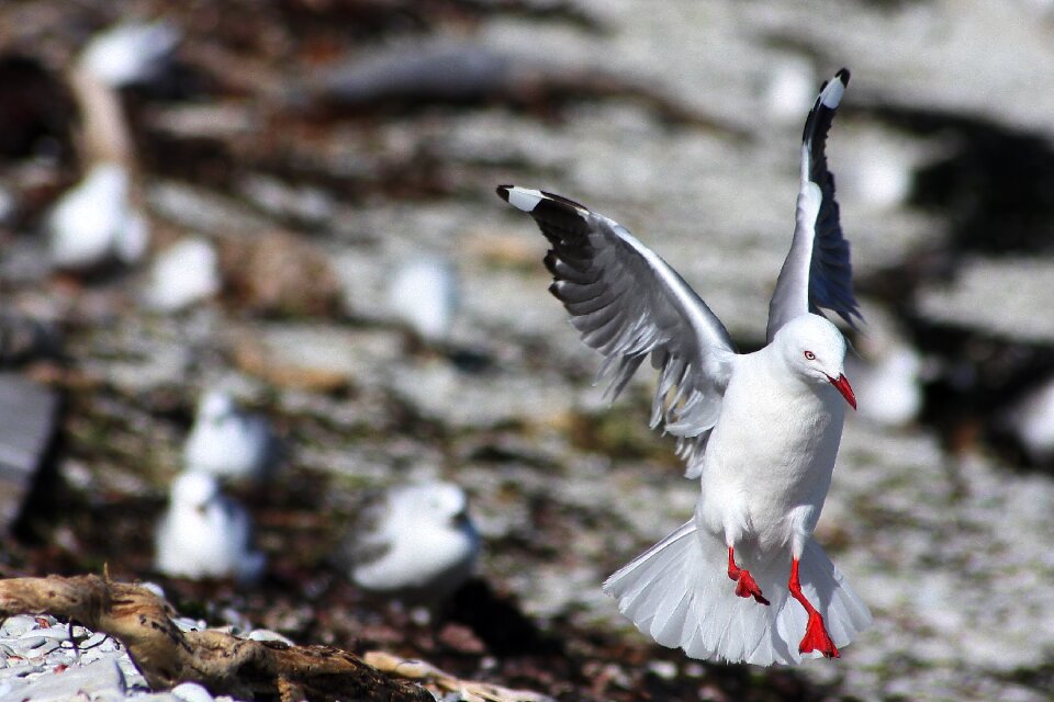 Animal feather seagull