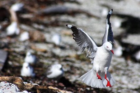 Animal feather seagull photo