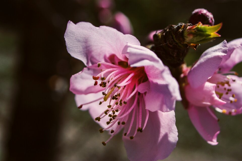Outdoors petal garden