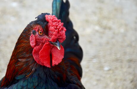 Nature no person young cock