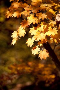 The leaves leaves wood