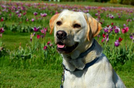 Labrador retriever dog animal photo