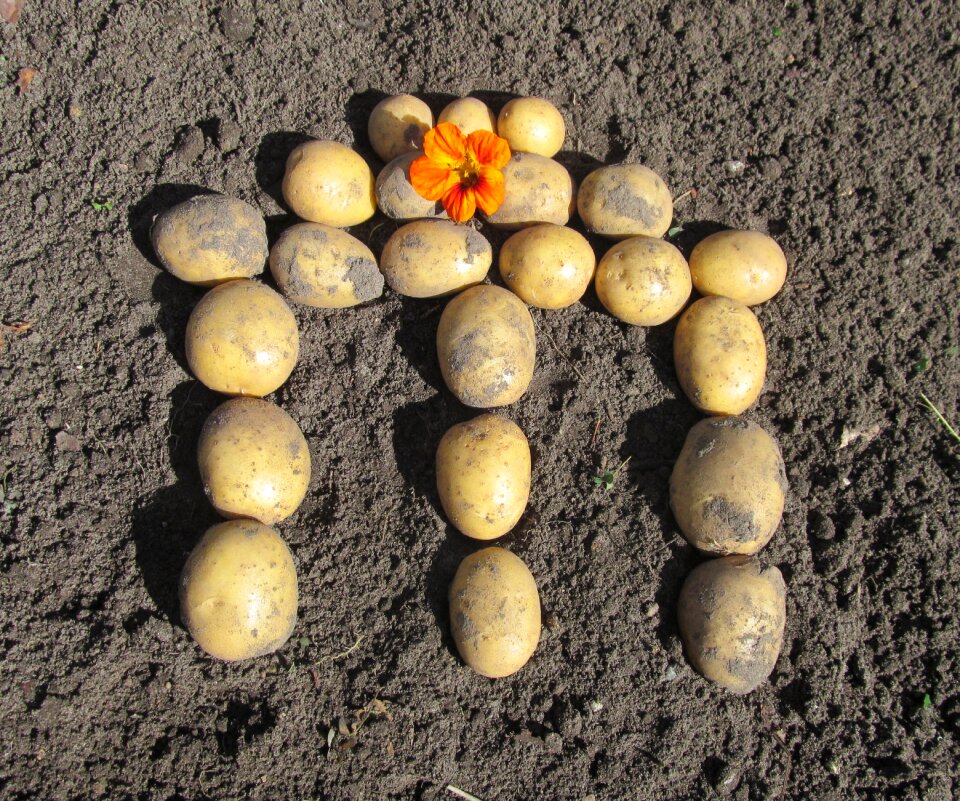 Potatoes blossom bloom