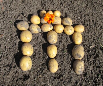 Potatoes blossom bloom