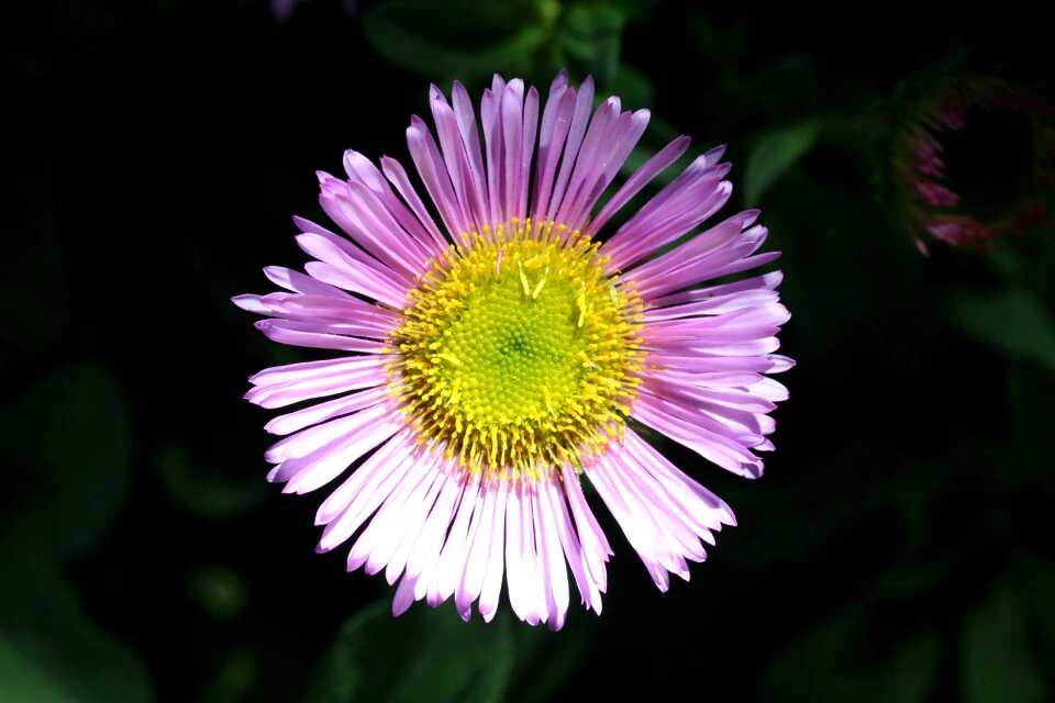 Pink yellow isolated