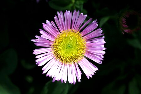 Pink yellow isolated