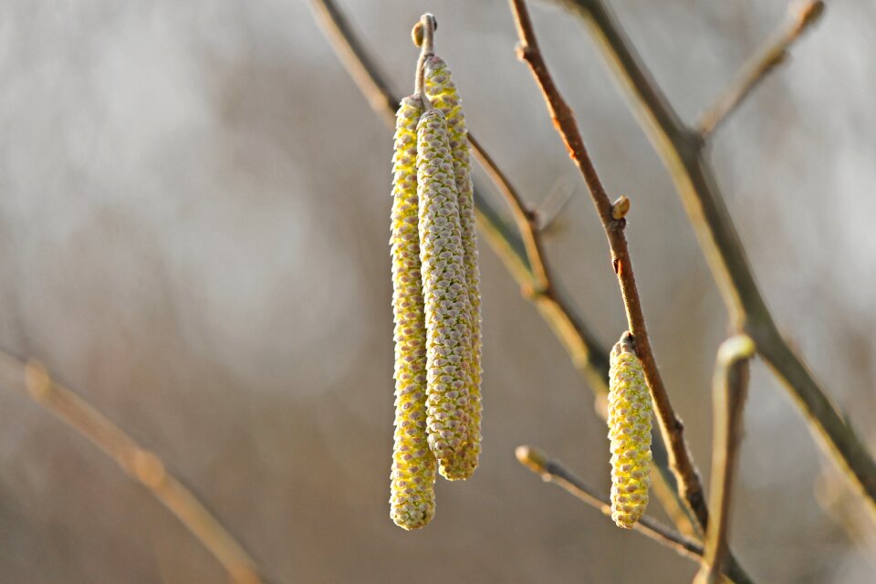 Common hazelnut spring nature