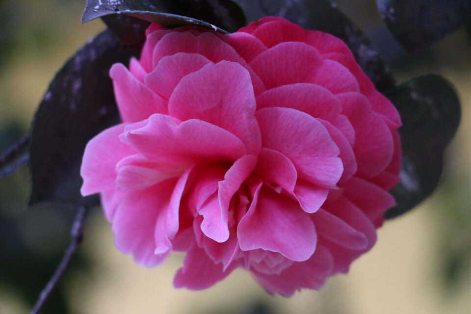 Flowers pink flower nature