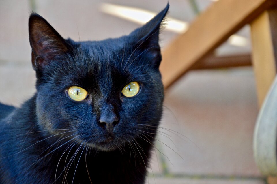 Cat black eyes photo