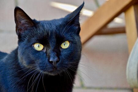 Cat black eyes