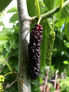 Silk worm mulberry photo