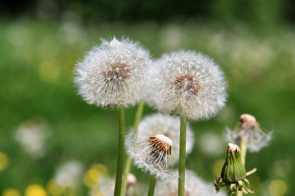 Flower summer meadow