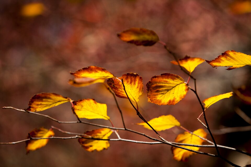 The leaves leaves wood
