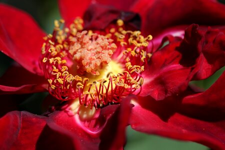 Rose stamen pollen