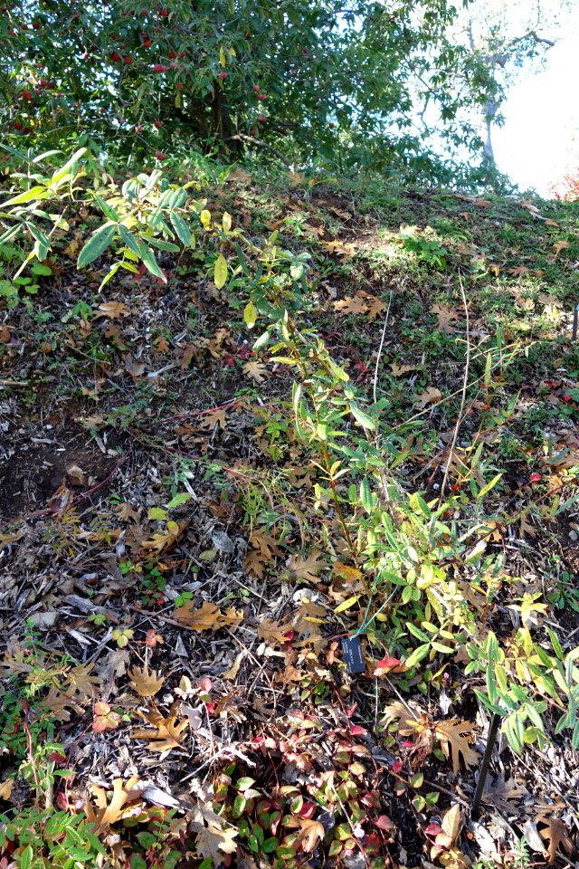 Zanthoxylum sp. - Quarryhill Botanical Garden - DSC03206 photo