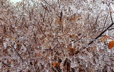 Branch winter ice photo