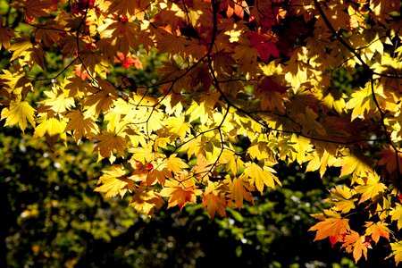The leaves leaves wood
