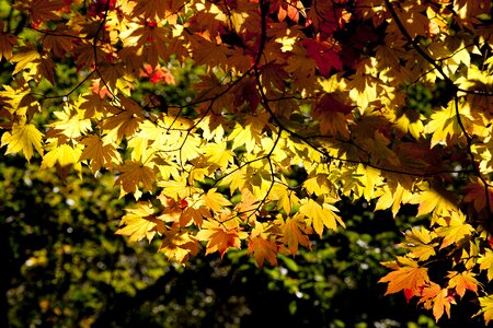 The leaves leaves wood photo