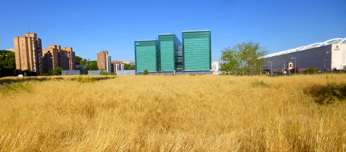 Zaragoza - Colonia felina en el barrio de Delicias 2