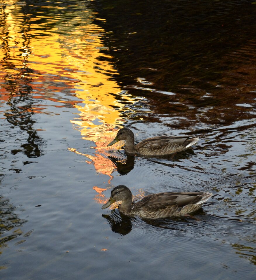 Bird wild ducks mallards photo