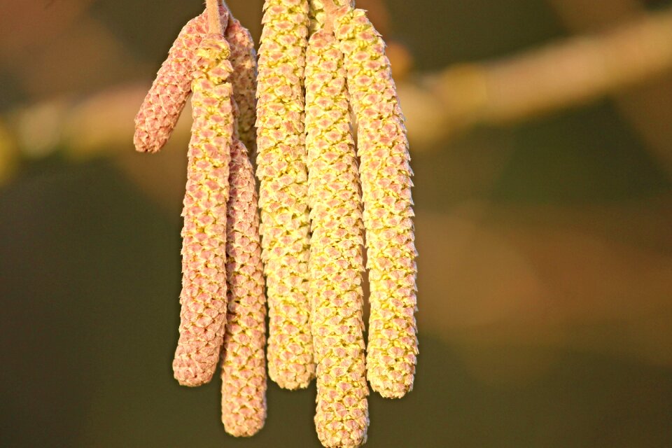 Common hazelnut spring nature