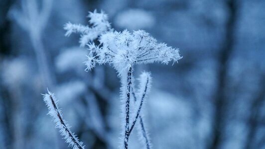Season winter grass