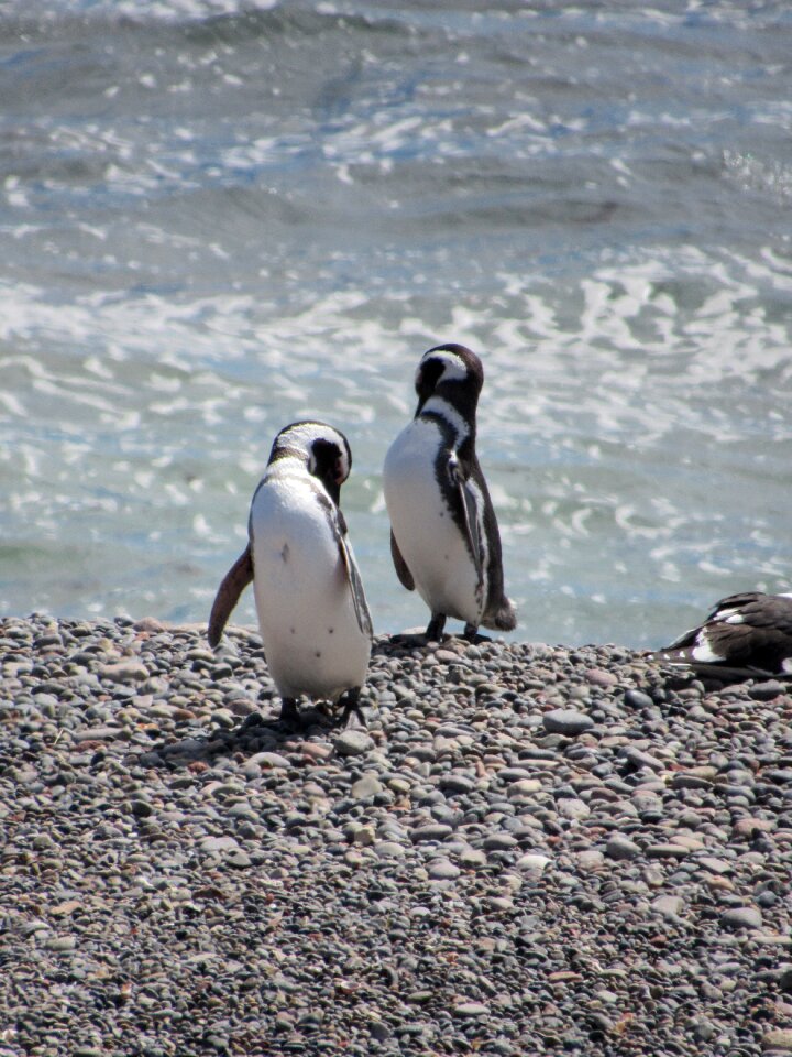 Patagonia south penguin patagonico