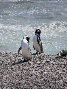 Patagonia south penguin patagonico