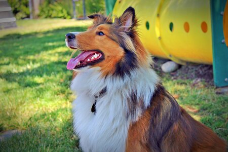 Collie park outside