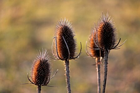 Prickly thistle dipsacaceae