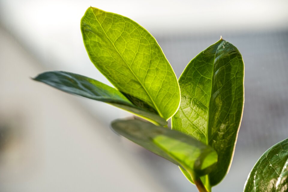 Fresh growth close up