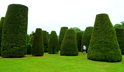 Yew Garden - Packwood House - Warwickshire, England - DSC08732