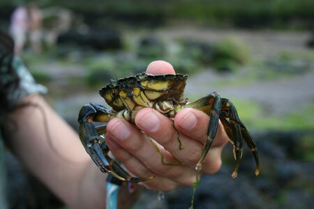 Sea shell shellfish