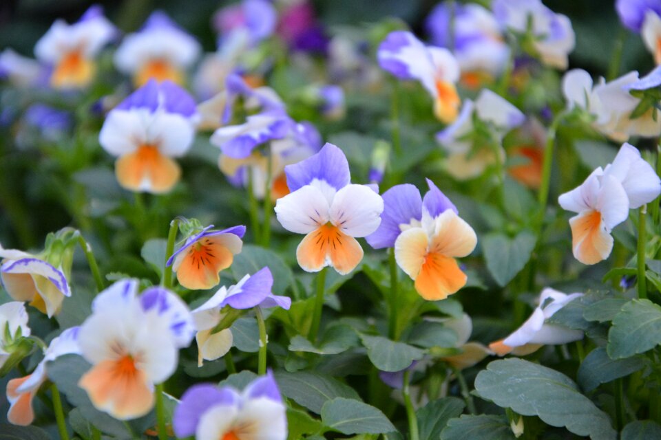 Nature parterre flower