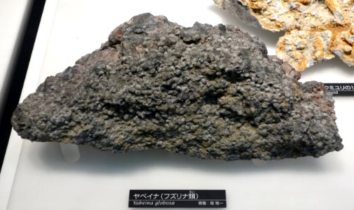 Yabeina globosa - National Museum of Nature and Science, Tokyo - DSC07018