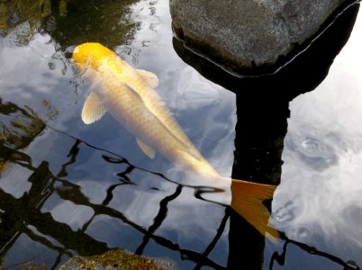 Yamabuki Ogon koi and reflections in pond at Japanese Friendship Garden in Balboa Park
