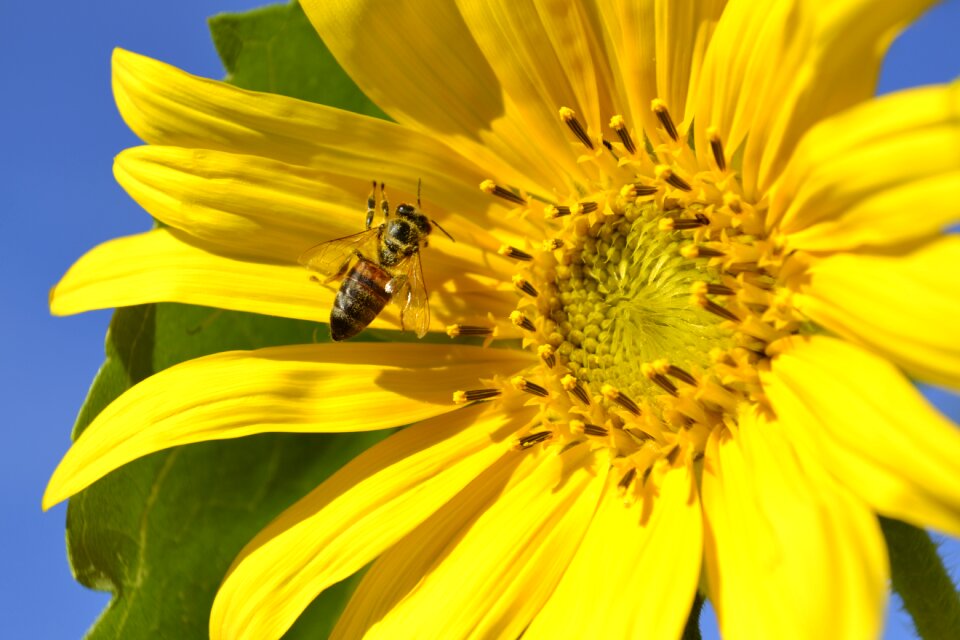 Pollination macro yellow flower