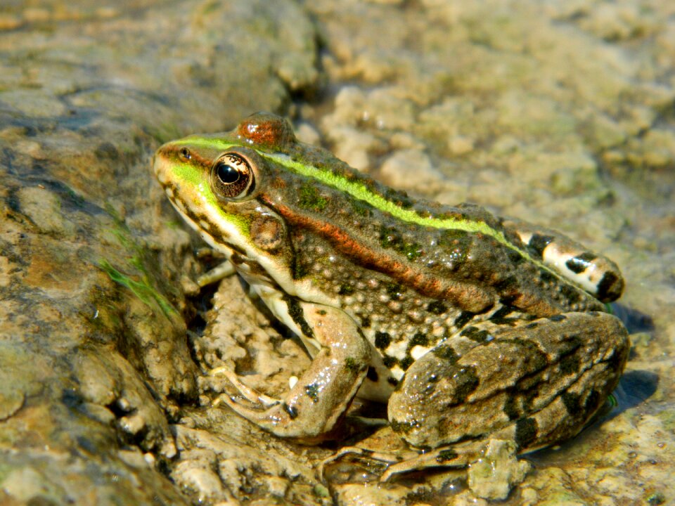 Tsarevna amphibian closeup
