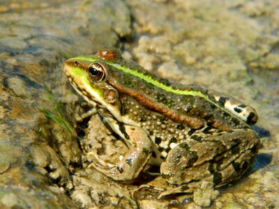 Tsarevna amphibian closeup