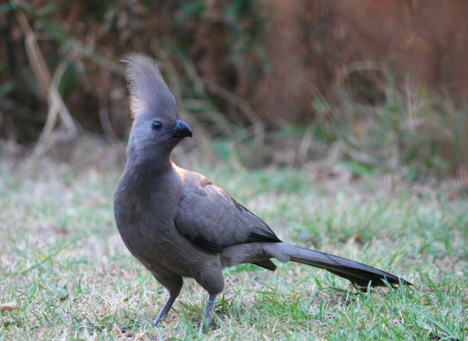 Wildlife nature ground