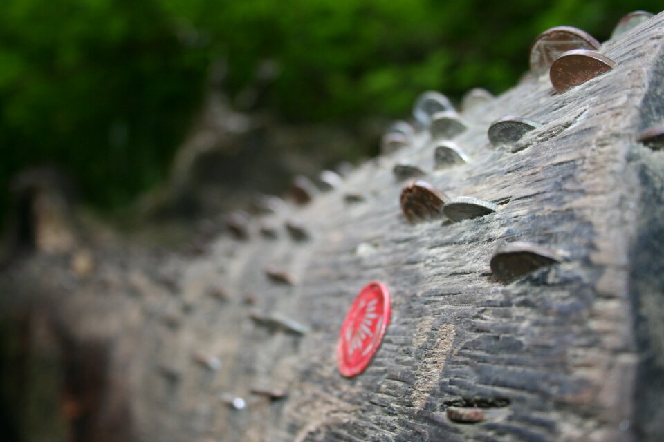 Nature cut lumber