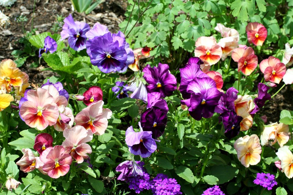 Flowers blossom bloom