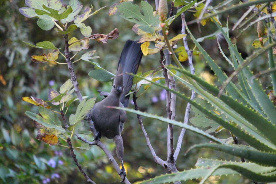 Wildlife nature south africa
